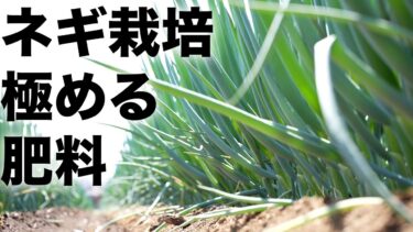 【プロ直伝】有機肥料と微生物がカギ⁈異常気象対策