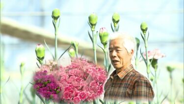 “異常気象”が異常でなくなりつつある昨今…母の日に欠かせないカーネーションに異変　昨夏の猛暑で苗が“萎縮”　4月に入っても目立つつぼみ