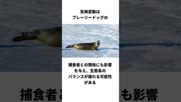 🌞プレーリードッグ危機！？気候変動で生態系崩壊の危機🚨 #プレーリードッグ #気候変動