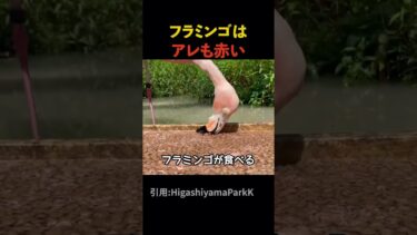 フラミンゴはアレも赤い#海外 #海外エンタメ #ドッキリ #おもしろ動画 #海外バズ #バズ動画 #雑学