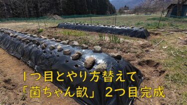 異常気象に備えた菌ちゃん畝、2つ目完成