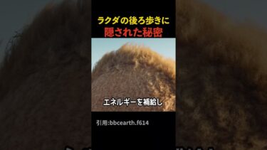 ラクダが後ろ歩きする理由#海外 #海外エンタメ #ドッキリ #おもしろ動画 #海外バズ #バズ動画 #雑学