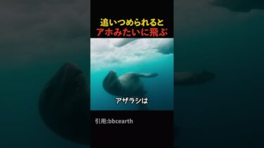 追い詰められるとアホみたいに飛ぶ#海外 #海外エンタメ #ドッキリ #おもしろ動画 #海外バズ #バズ動画 #雑学
