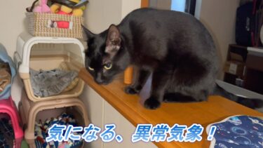 突然の異常気象、気になる猫たち