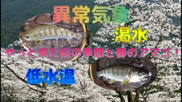 【渓流フライフィッシング】近くの渓流で綺麗なアマゴ！『異常気象による渇水と低水温編』やっと来た桜の季節と春のアマゴ！