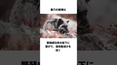 ❄️ホッキョクギツネが消える？温暖化で激変する生態系 #shorts #雑学 #トリビア