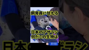 飼育員に甘える日本のアザラシ「海外の反応チャンネル」#アザラシ #甘えん坊 #海外の反応 #外国人の反応 #sorts