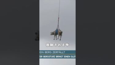 地球温暖化のニュース🐮 #スイス