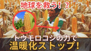 【地球を救う！？】トウモロコシの力で温暖化ストップ！？