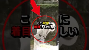 ふらつかれても#日本 #皇室 #海外の反応 #shorts #雑学