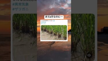 異常気象のザリガニがえぐい #shorts#tiktok#twitter#おもしろ#おすすめ#ザリガニ#田んぼ#梅雨#梅雨入り#梅雨明け#異常気象#夏#6月