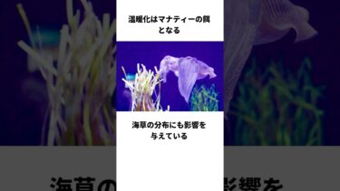 🦭マナティーの危機⁉️温暖化で〇〇がピンチ！#shorts #雑学 #トリビア