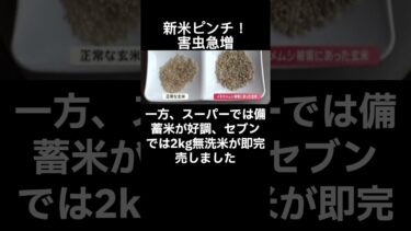 新米に危機？気候変動でイネカメムシ急増、実の空いた稲穂も