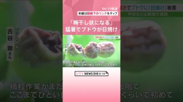 「梅干し状になる」異例の暑さでブドウが日焼け被害　県内の広い範囲で発生　山梨#UTY NEWS DIG#ニュース