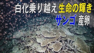 【サンゴ産卵】地球温暖化や白化を乗り越え、生命力輝く　世界自然遺産を誇る「やんばる」の海　沖縄
