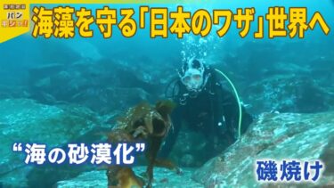 【自然の宝庫】桝がタスマニアの海に潜る  温暖化対策の切り札 “海の森”で進む砂漠化『バンキシャ！』