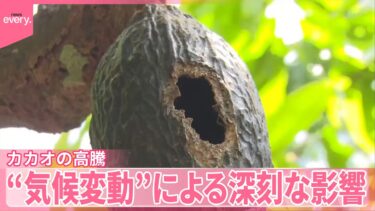 【グップラ】カカオ高騰…原産地のガーナを取材  干ばつ・洪水“気候変動”が世界に影響