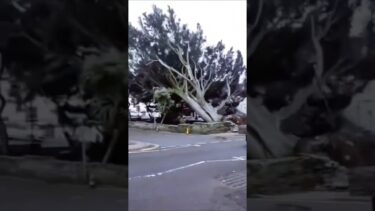 Extreme weather blows down big trees #asmr #odlysatisfying #weather