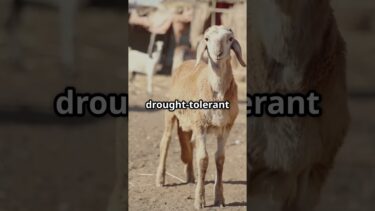 Goat Farming in a Changing Climate | How to Adapt to Drought & Heat (2025