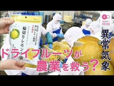 異常気象に農家悲鳴「3割は規格外」人気ドライフルーツが農業を救う？【サタデーステーション】(2025年6月12日)