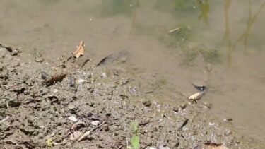 こんな状況見たことない #異常気象 #ザリガニ