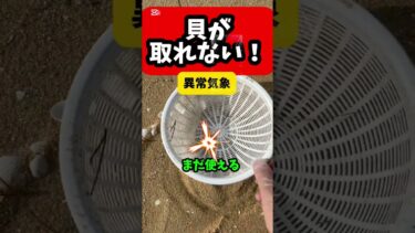 【異常気象】昔はよく掘れたと嘆くけど人害で殆どが消えた！アサリの悲劇！ #shorts #short