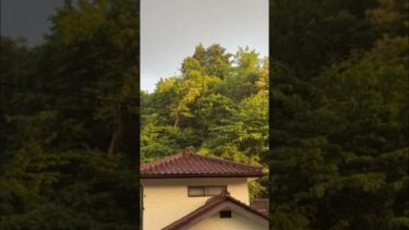 今年は異常気象、雨が降っているのに遠くから日差しが木々に出している。変な陽気ですね。#shorts