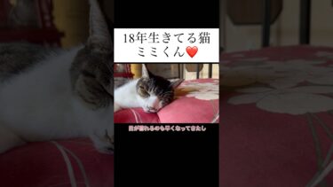 今年は何か違う #猫のいる暮らし