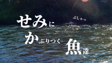 朝勝負！３６℃の異常気象の中でセミルアーに出た！【ニジマス・アメマス】