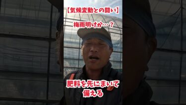 【気候変動との闘い】梅雨明けか…？肥料を先にまいて備える。肥料はタイミングがすべて！#Shorts#梅雨明け#農家の工夫#肥料散布#雨待ち#気候変動#畑の仕事#雨を待つ#肥料のタイミング#柑橘農家