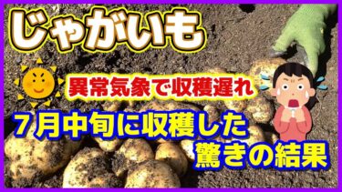 【じゃがいも７月収穫結果】異常気象で遅い収穫したら凄かった！／男爵・アンデスレッド・十勝こがね・デストロイヤーことグランドペチカ（グラウンドペチカ）／ジャガイモ栽培／家庭菜園