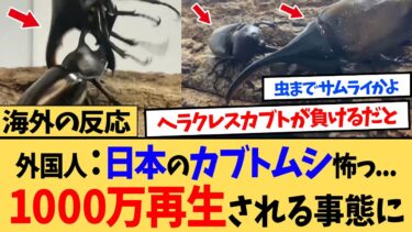 【海外の反応】海外「日本は虫までサムライかよ…」ヘラクレスオオカブトより小さな日本のカブトムシ、一瞬で勝負を決めた“秘技”が驚異の1000万再生!!