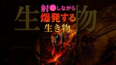 【実話】爆⚫︎するオスミツバチの真実｜気候変動がもたらす衝撃の現象