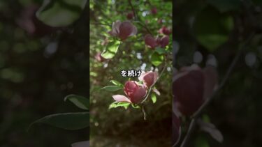 トランプに屈した日本 vs 立ち向かった韓国！？関税交渉で明暗が分かれた瞬間#トランプ政権 #関税交渉 #日本外交の敗北 #韓国の交渉力 #FTA再交渉