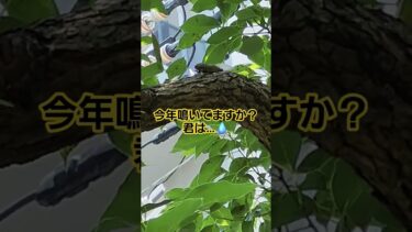 #蝉#猛暑#地球温暖化　まだ一回しか蝉の声聞いてない…朝夕にも鳴かない…怖い…