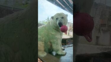 ポロロ、とくしま地球温暖化防止大使10年、すだちくんから感謝状をいただく♪(2025.7.5)#ポロロ#とくしま動物園#シロクマ#ホッキョクグマ#polarbear#地球温暖化防止#動物園