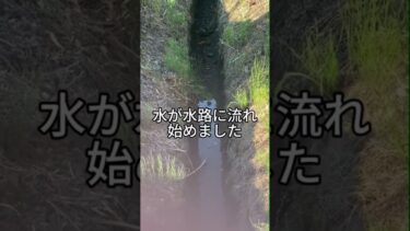雨が降らない異常気象でお米が育たない。#お米農家　#農家　#農業　#農業を盛り上げたい　#米