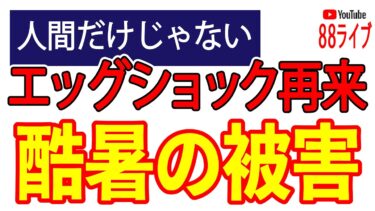 卵が食べられなくなるエッグショック再来？暑すぎる異常気象がもたらす被害　#ニュース　#幸せの思考回路　#2025