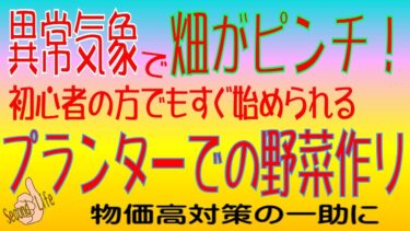 異常気象で畑がピンチ！　初心者の方でもすぐ始められるプランターでの野菜作り　物価高対策の一助に　Second Life