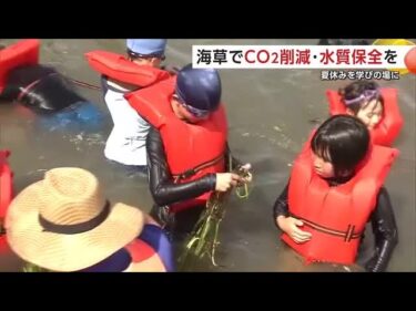 地球温暖化を防ぐ鍵は“海草”　小学生が「アマモ」を海中に植えブルーカーボンを学ぶ　秋田・男鹿市 (25/07/23 19:30)