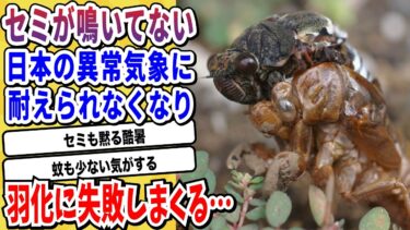 【2ch動物スレ】日本のセミさん、近年の異常気象に耐えられなくなり羽化ができなくなっていると話題にwwwww【なんj/にちゃん 面白いスレ】