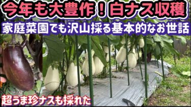 【夏の大人気野菜！ナス軍団が現れた】異常気象に負けない基本のお世話をこまめにやれば楽しい収穫が待ってます
