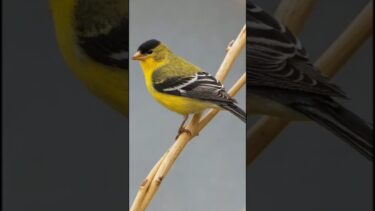 Golden Finches on the Move: How Climate Change is Redrawing Bird Maps