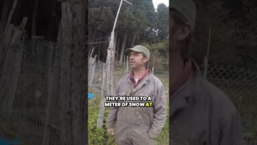 ‘It’s Terrifying’ local farmer sees drastic change in Japan climate
