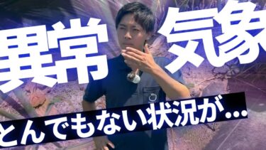 【異常気象】たわらファームもやばいです。暑くて雨が降らないこの時期をどう乗り切るか。