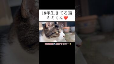 #地球温暖化 #地球#大丈夫？#暑すぎ#動物#japan#できることをする #夏 #猛暑#寝苦しい