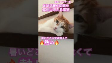 地球温暖化問題を真剣に考える猫さん #catlovers #猫好き #猫との暮らし #茶白猫 #温暖化と猫