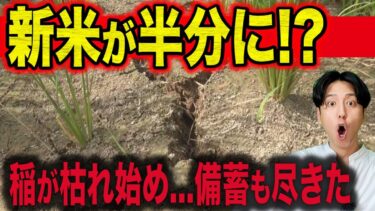 【緊急】新米の収穫量“半分以下”の異常気象！稲が枯れた真相と対策…！