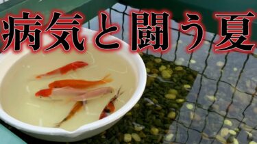 【錦鯉】異常気象が魚たちの体力を奪う…お願い耐えて！！！#アクアリウム #魚の病気