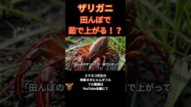ザリガニが“茹で上がる”？異常気象がもたらす衝撃の現象とは【猛暑と外来種のリアル】 #shorts #short